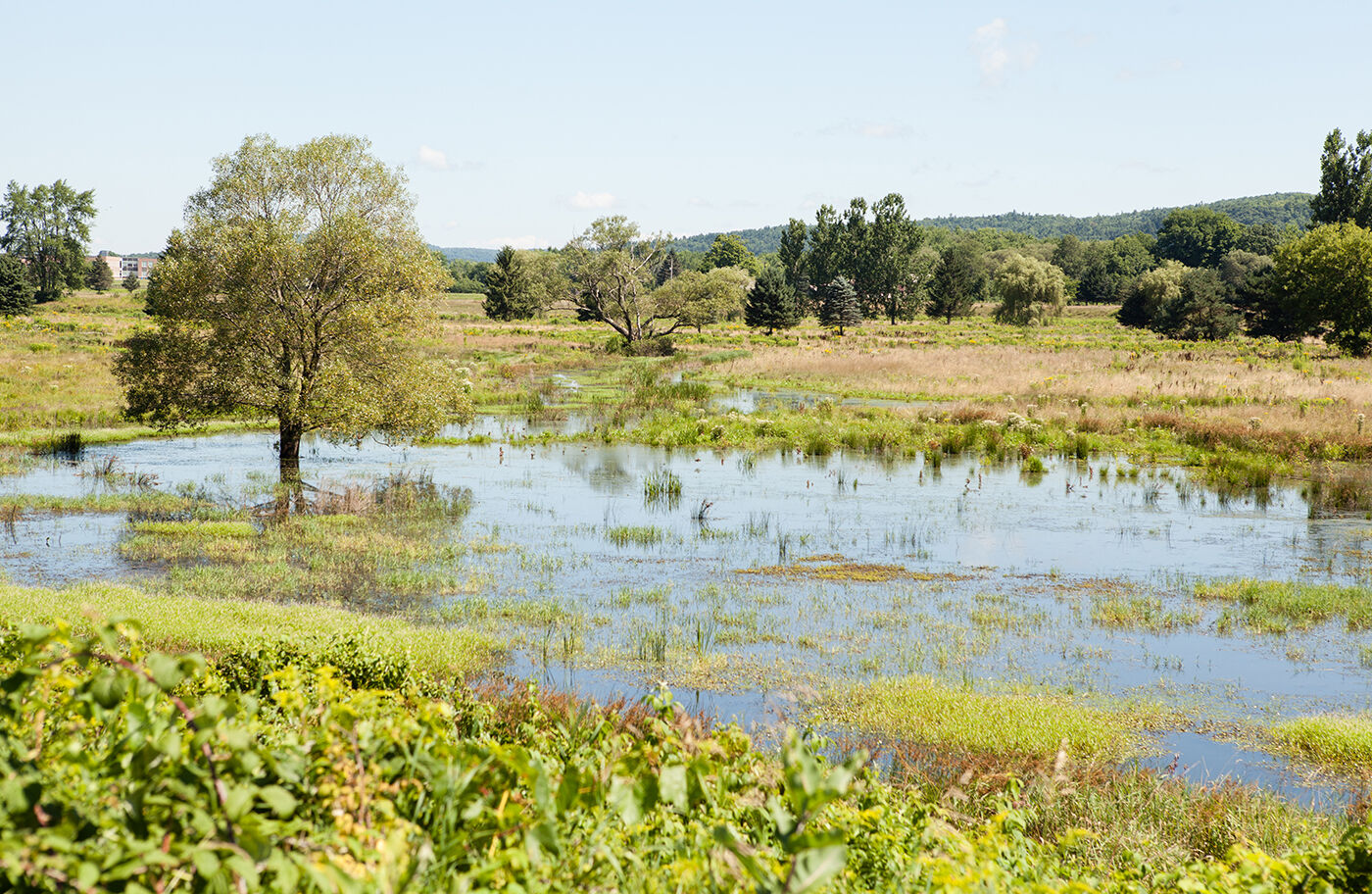 Restored wetlands in New Berlin, NY